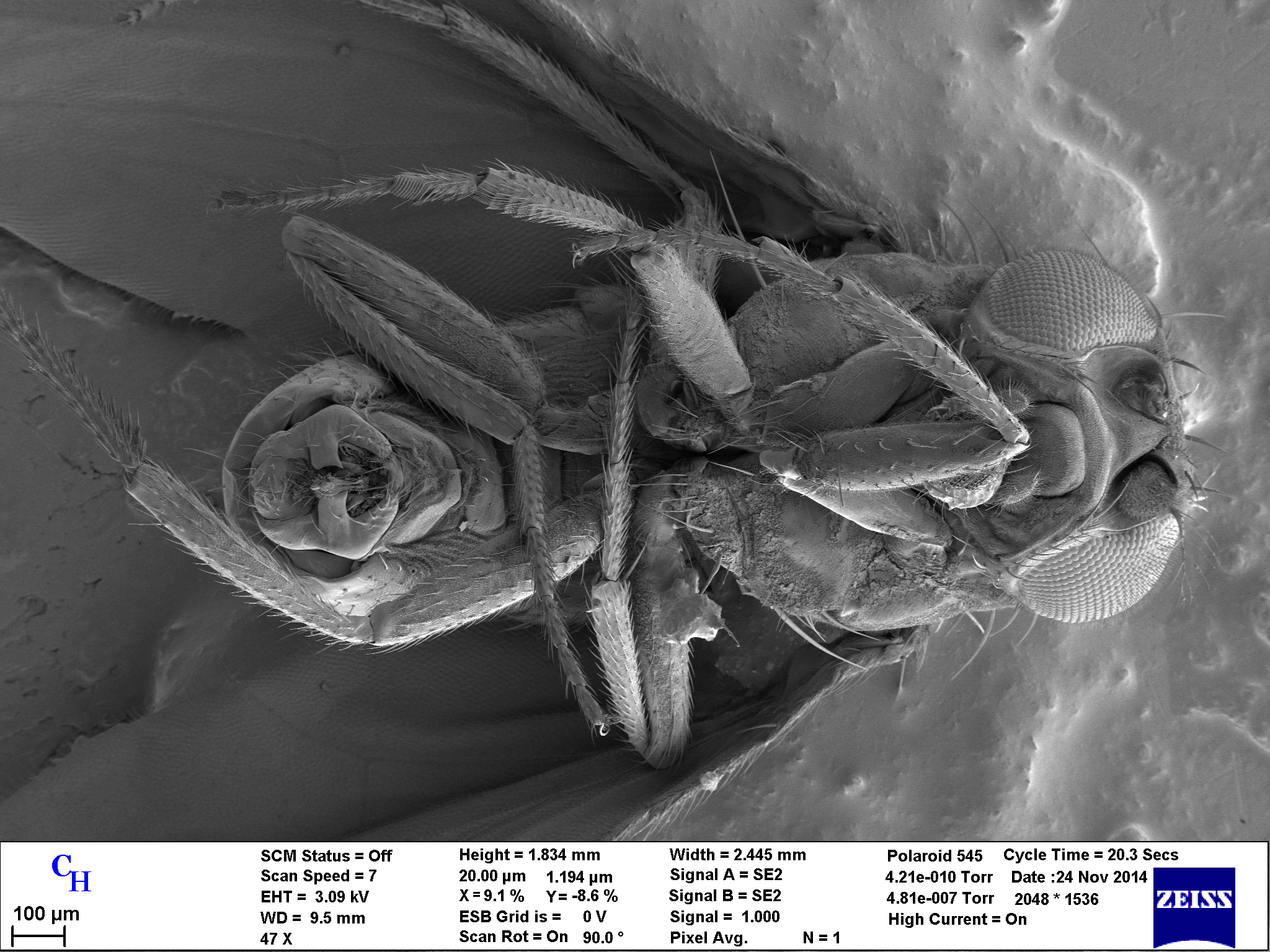 An image of a fly